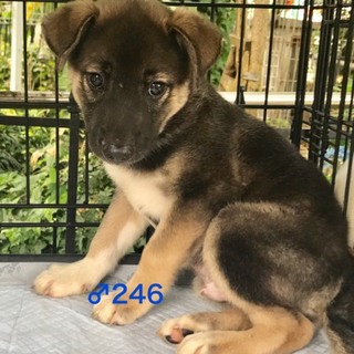♂246 里親募集です！