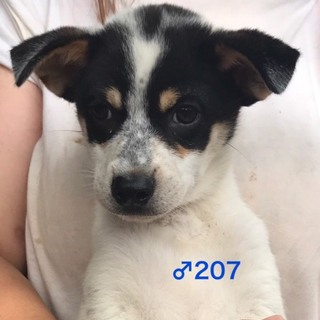 ♂207 里親募集です！