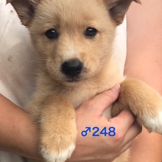 ♂248里親募集です！