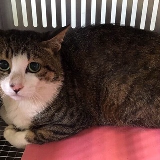 里親様が決まりました♡有難うございました！