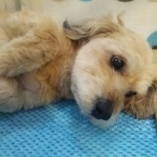 MダックスとテリアのMixワンコ（男の子）