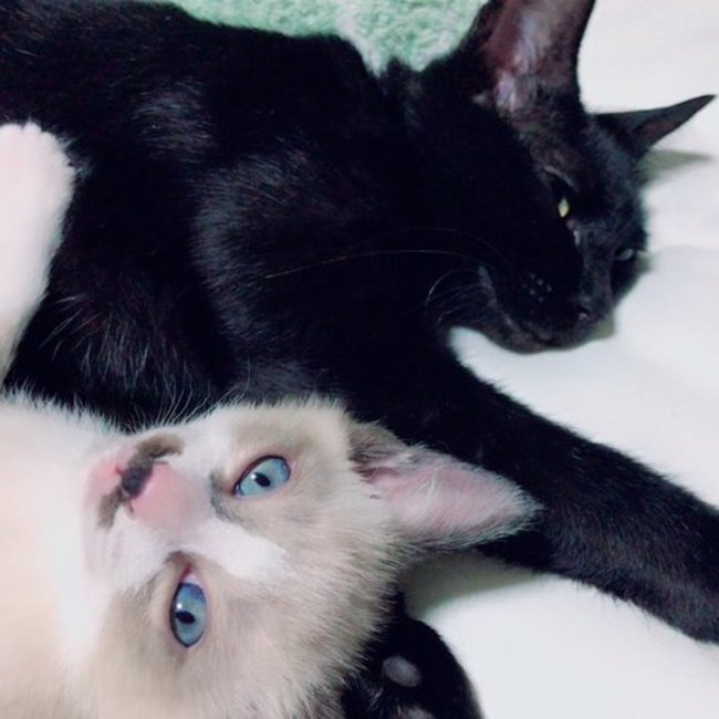 黒猫好きな宮崎県民nekochiyoのカバー写真