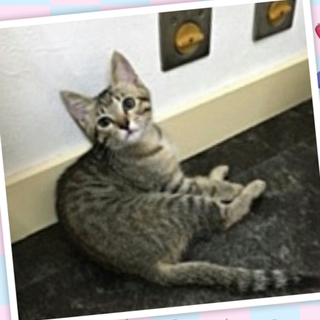 4月15日生まれ♀きじとら女の子