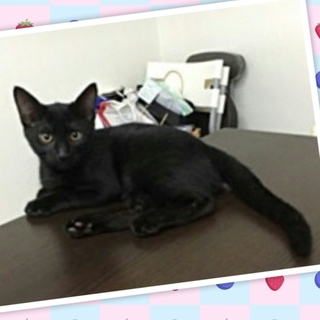 4月15日生まれ 黒猫ながちゃん♂