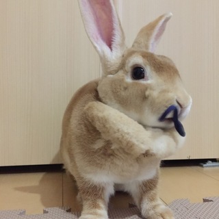 可愛がってくださる方よろしくお願い致します‼︎