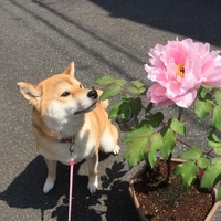 あき