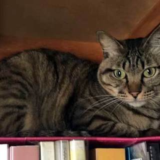 気の弱～いキジトラ 「ポップコーン」