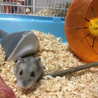 ブルーサファイアジャンガリアン メス1匹