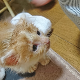 （里親さん決定しました）甘えん坊・茶トラ白の男の子