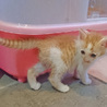 （里親さん決定しました）甘えん坊・茶トラ白の男の子 サムネイル2