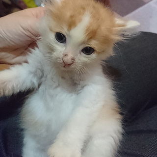 （里親さん決定しました）性格オットリ茶トラ白男の子