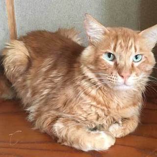 変顔のデッカイ茶トラの「茶九」　トライアル決定