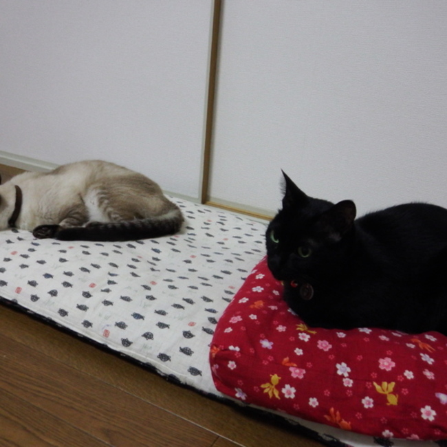 ちよはるのカバー写真