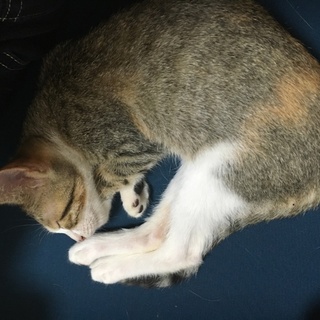 子猫の里親募集しております