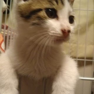 こどもの日生まれ(ФωФ)安倍川くん