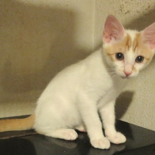 白茶男子（３か月位）