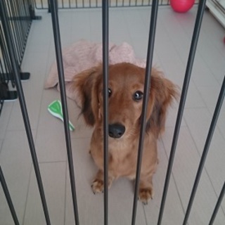 Mダックス（オス）生後4か月