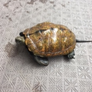 人懐っこい、ニホンイシガメさん