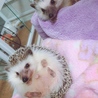 うにまる ごましお