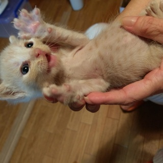 きなこ色子猫