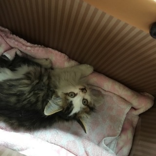 ★保護★生後1ヵ月？の子猫キジシロ