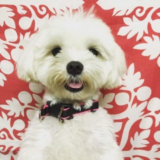 甘えん坊のマール