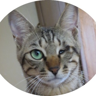 スリスリゴロゴロのルカニ君