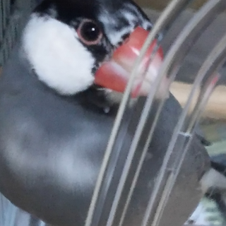 手乗り文鳥里親募集