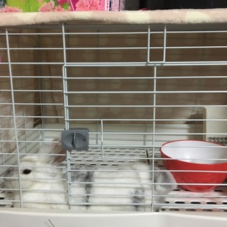 諸事情により飼うことができなくなりました