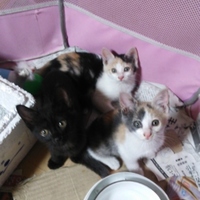 ブラック、グレー、ブラウン