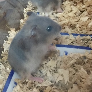 生後3週間のブルーサファイアです