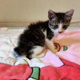 お鼻ハート、キジトラ子猫、訳あり、、、。