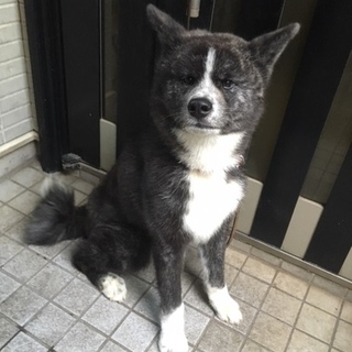 秋田犬里親募集