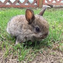 生後1か月半のうさぎの赤ちゃん