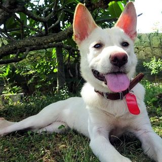 デレデレ甘えたの仔犬（４ヶ月）です