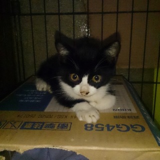 ひとりでいる所を保護。とても元気！！