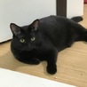 Cat Lovers(保護活動者)
