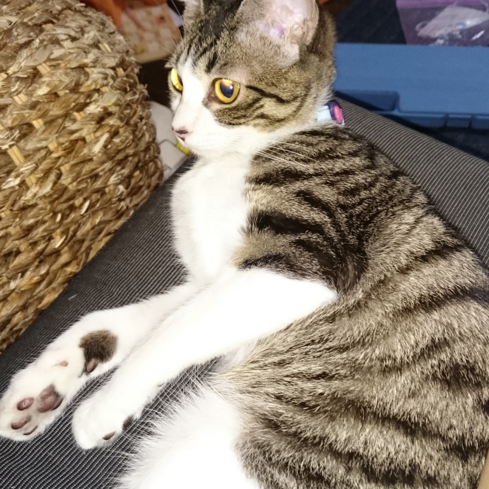 めいのカバー写真