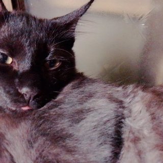 4カ月の子猫！ふわふわのアッシュグレーの子です