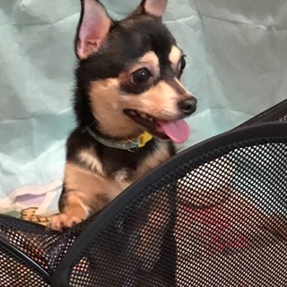 ガイトを大切にしてくださる家族を探しています！