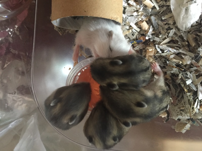 ジャンガリアンハムスター 赤ちゃん サムネイル3