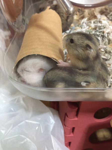 ジャンガリアンハムスター 赤ちゃん サムネイル4