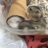 ジャンガリアンハムスター 赤ちゃん サムネイル4