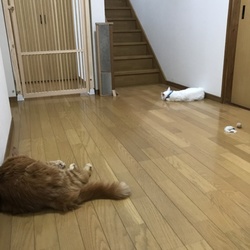 「お気に入りのおもちゃ」サムネイル1