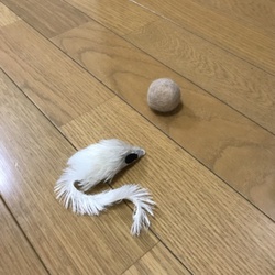 「お気に入りのおもちゃ」サムネイル2