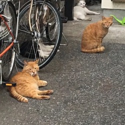 日陰で涼んでます