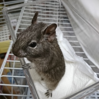 ブルーデグー里親様募集いたします