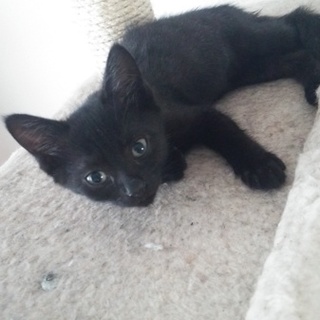 愛知県】保護した野良仔猫、メス