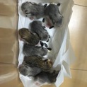 ゴールデンハムスターの赤ちゃんです！