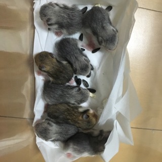 ゴールデンハムスターの赤ちゃんです！